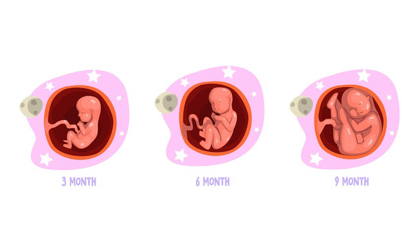 Différentes tailles d'un fœtus à 3, 6 et 9 mois.