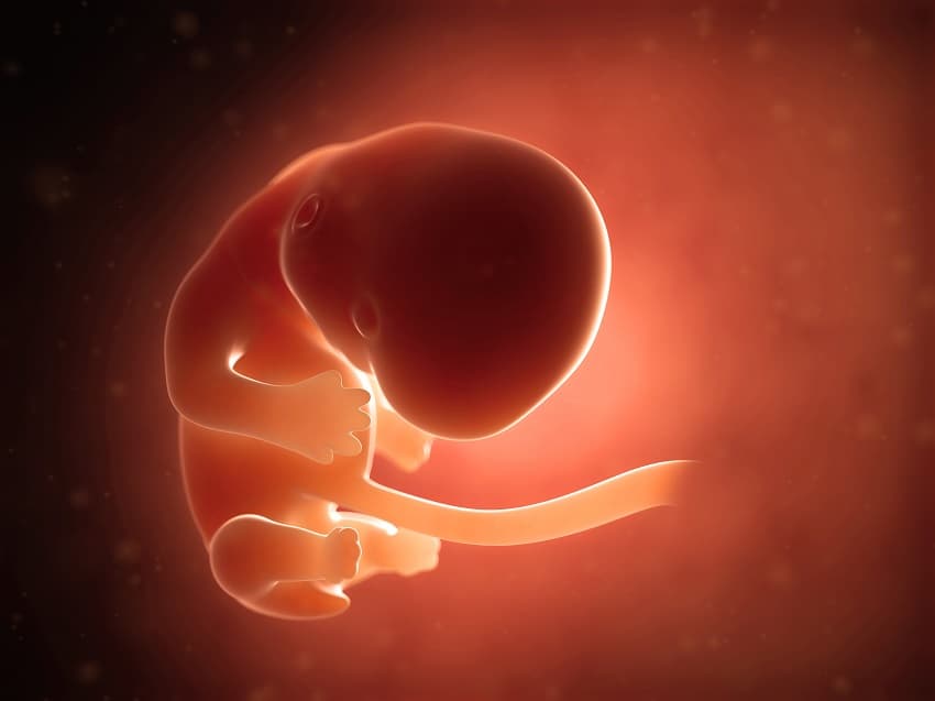Reproduction foetus de 2 mois